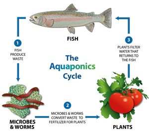 Aquaponic Gardening Blog | Is your fertilizer happy to see ...